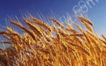 <span>пшеница</span> класса продовольственная