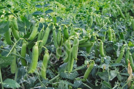 посевной материал