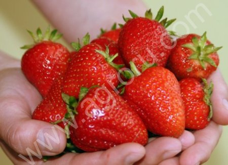 саженцы клубники