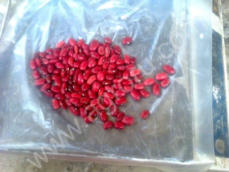 Фасоль белая,красная