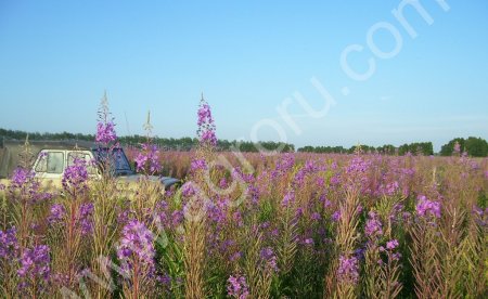 Мёд цветочный Фацелия, Донник, Иван-Чай, Пустырник