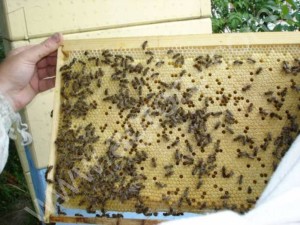 Пчелопакет