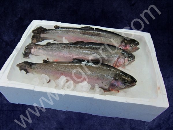 замороженные продукты питания