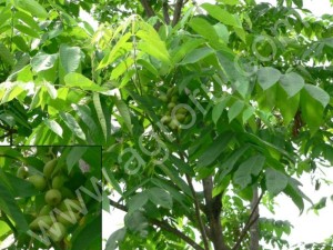 Cемена маньчжурского ореха (seed Juglans mandshurica)