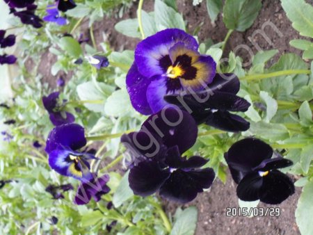 маргаритка