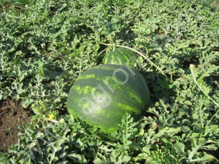 арбуз, дыня