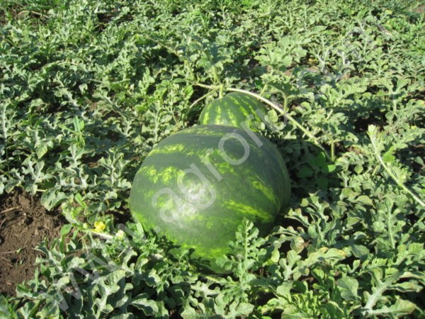 арбуз, дыня