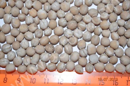 Горох желтый фуражный, нут, овес, ячмень, гречка, горох колотый