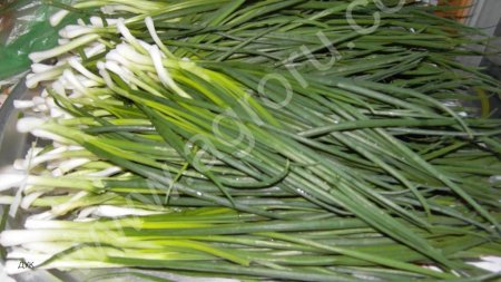 Зеленый лук перо