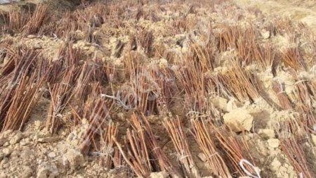 Подвой груши.Сеянцы уссурийской груши.