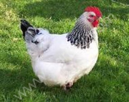 Молодки-несушки, бройлеры, утята, гусята, индюшата