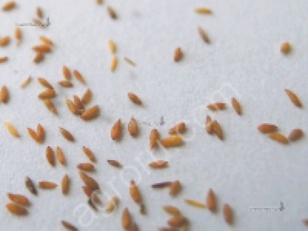 семена кипрея узколистного