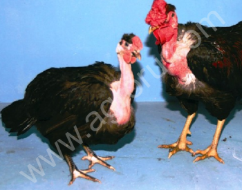 цыплята голошейки мясояичные несушки