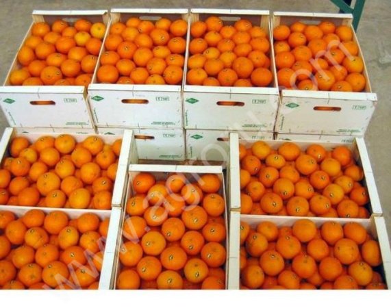 Мандарины оптом