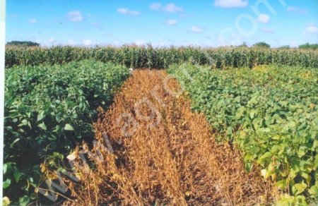 Семена сои - высокобелковый сорт Припять, элита, супер-элита.