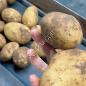 картофель оптом