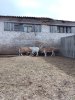 Чистокровные Катумские бараны