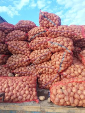 Картофель