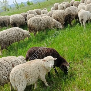 Ягнята, ярки, бараны мериносы (помесь)