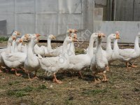 Гуси (живым весом)