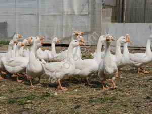Гуси (живым весом)