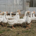 Гуси (живым весом)