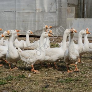 Гуси (живым весом)