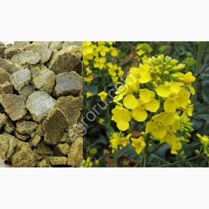 Жмых рапсовый протеин