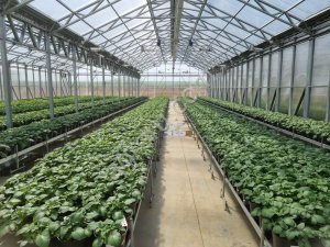 Теплицы фермерские и промышленные от 500 м.кв