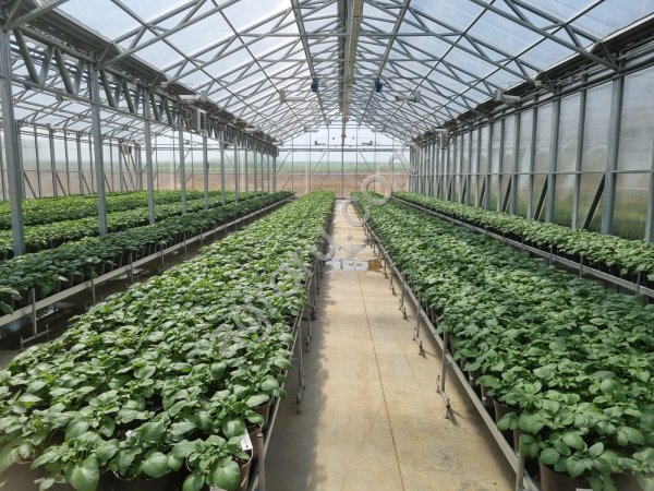 Теплицы фермерские и промышленные от 500 м.кв