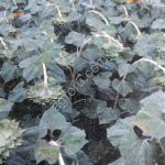 семена подсолнечника