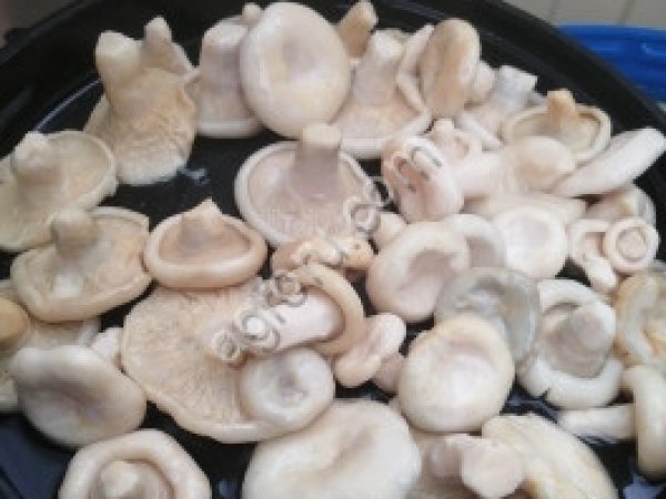 Грузди соленые