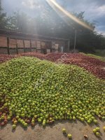 Падалица, яблоко 3 сорт