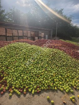 Падалица, яблоко 3 сорт