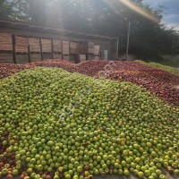 Падалица, яблоко 3 сорт