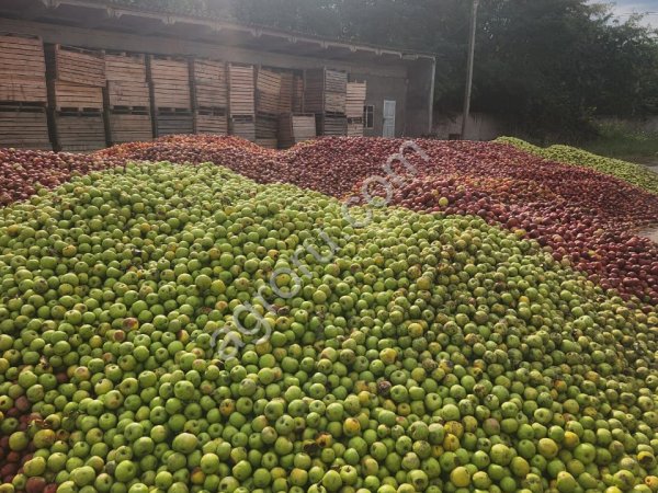 Падалица, яблоко 3 сорт