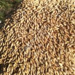 Ячмень