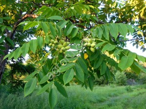 Cемена маньчжурского ореха (seed Juglans mandshurica)