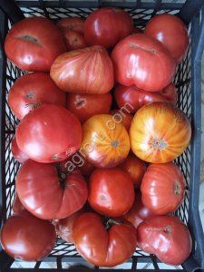 (Томаты) Помидоры