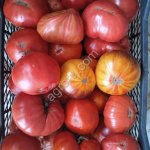 (Томаты) Помидоры
