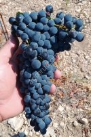 Виноград технический