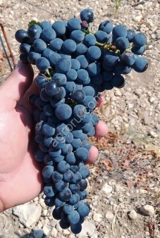 Виноград технический