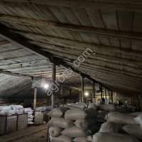 Кедровый орех неочищенный