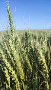 Пшеница 3 класс твердая