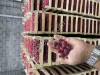 Замароженный малина Экстра