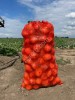 Лук репчатый