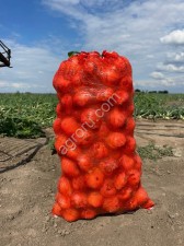 Лук репчатый