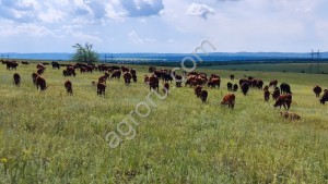 стадо КРС герефордской породы