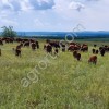 стадо КРС герефордской породы