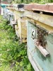 Пчелы, пчелопакеты в Курской области